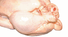How to truss poultry trussing poultry