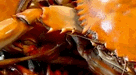 Cook Crab Legs