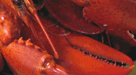 Lobster Tails