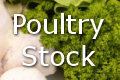 poultry-stock