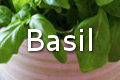 basil