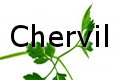 chervil
