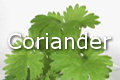 coriander