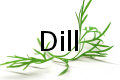 dill