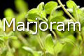 marjoram