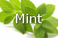 mint