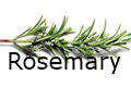 rosemary