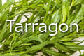 tarragon