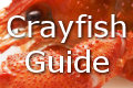 crayfish