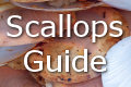 scallops