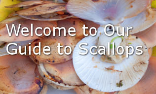 scallops-guide